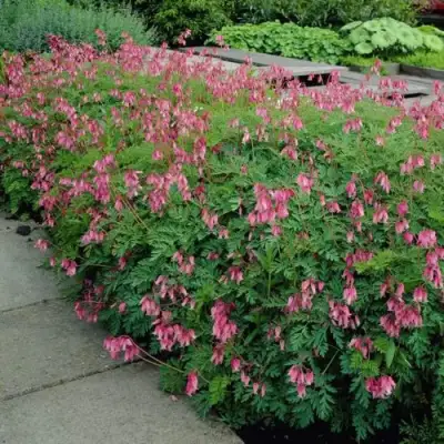 Дицентра изящная в Жодино