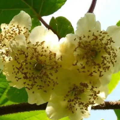 Актинидия АТЛАС (МУЖСКОЙ) киви в Жодино