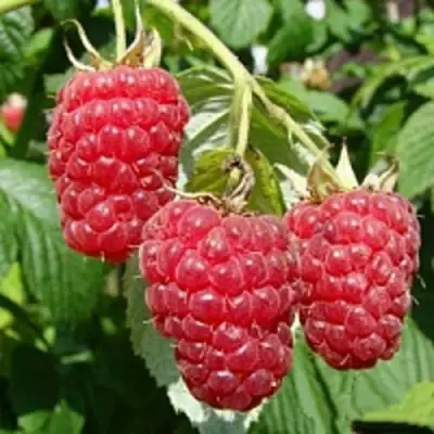 Малиновое дерево ТАРУСА в Жодино