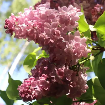 Сирень МЕДОВЫЙ СПАС в Жодино