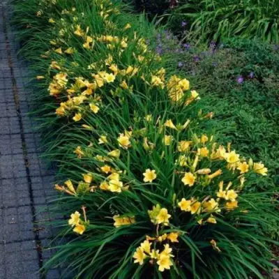 Лилейник СТЕЛЛА ДЕ ОРО гибридный в Жодино