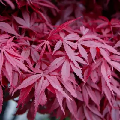 Клен дланевидный АТРОПУРПУРЕУМ в Жодино