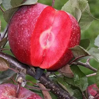 Яблоня РЕД КЕТТИ в Жодино