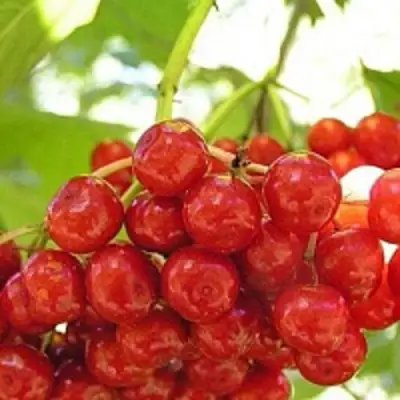 Калина КИЕВСКАЯ САДОВАЯ в Жодино