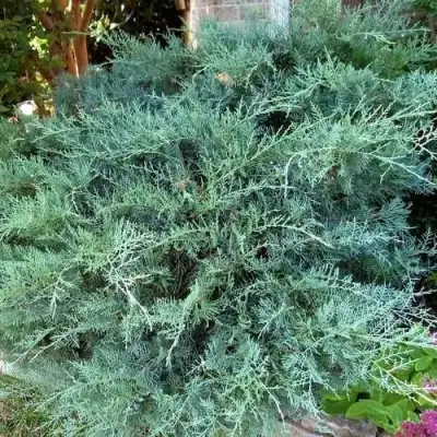 Можжевельник ГРЕЙ ОУЛ виргинский  в Жодино