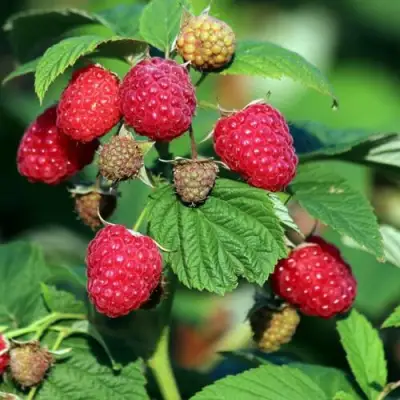 Малиновое дерево СКАЗКА в Жодино