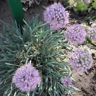 Лук СПИРАЛИС горный в Жодино