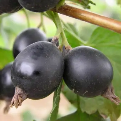 ЙОШТА в Жодино