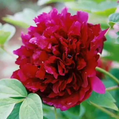 Пион ГАЛАКТИКА травянистый в Жодино