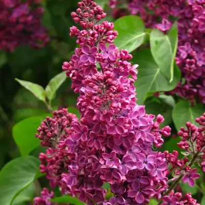 Сирень ЗНАМЯ ЛЕНИНА в Жодино