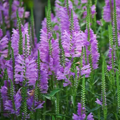 Физостегия РОЗЕЯ виргинская в Жодино