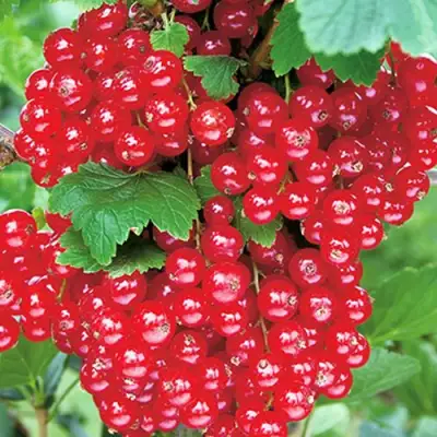 Смородина красная РУДНЕУС в Жодино