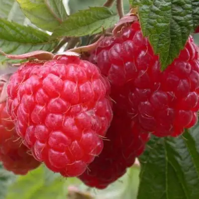 Малина ПИНГВИН в Жодино