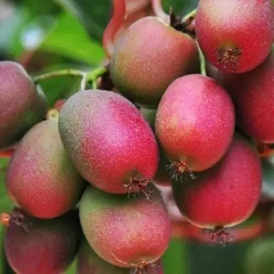 Актинидия ВЕЙКИ аргута в Жодино