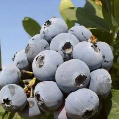 Голубика ЦУКЕР ТРАУБЕ в Жодино
