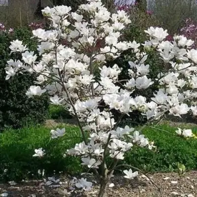 Магнолия АЛЬБА СУПЕРБА в Жодино