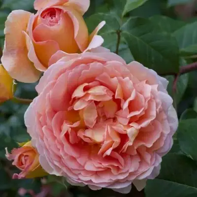 Роза АБРАХАМ ДЕРБИ английская в Жодино