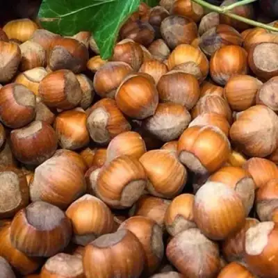 Фундук ТОНДА ДЖИФФОНИ в Жодино