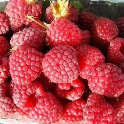 Малина ПОЛЕСЬЕ в Жодино