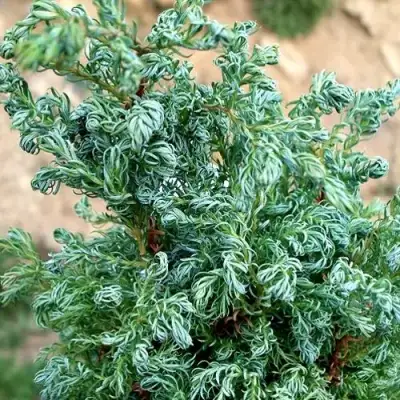 Кипарисовик БЕБИ БЛЮ горохоплодный в Жодино