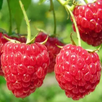 Малина ПИНГВИН в Жодино