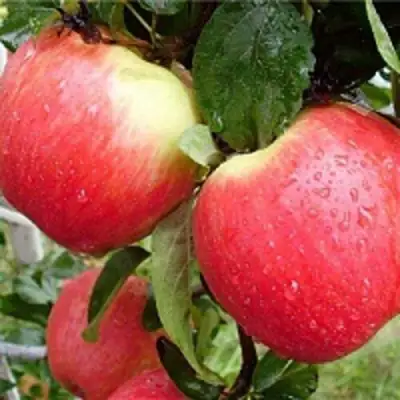 Яблоня ЖЕНЕВА (ЖЕНЕВА ЭРЛИ) в Жодино