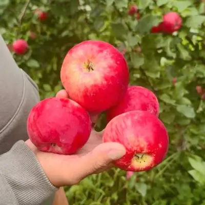 Яблоня АКСЕНА в Жодино