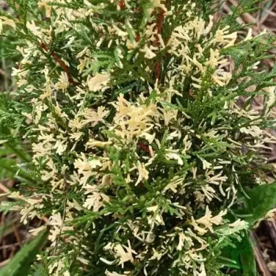 Туя БРАБАНТ ВАРИЕГАТТА западная в Жодино