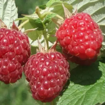 Саженцы малины Бальзам