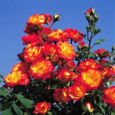 Роза ТАЙФУН спрей в Жодино