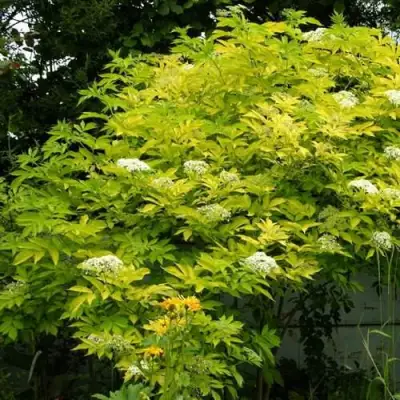 Бузина черная АУРЕА в Жодино