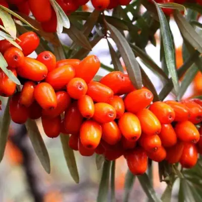 Облепиха ДЖЕМОВАЯ в Жодино