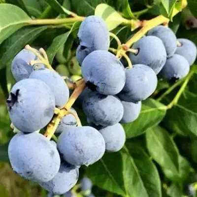 Голубика БЛЮДЖЕЙ в Жодино