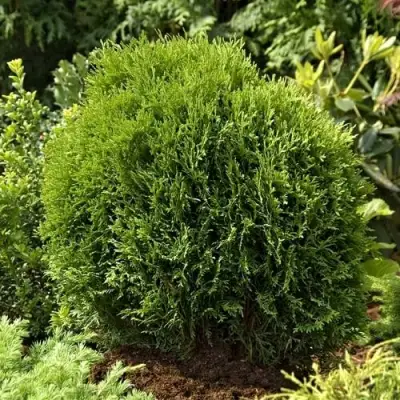 Туя ТИНИ ТИМ западная в Жодино