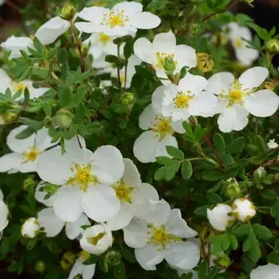 Лапчатка АББОТСВУД кустарниковая в Жодино