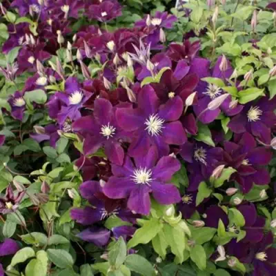 Клематис ГЕРОИ ВАРШАВЫ в Жодино