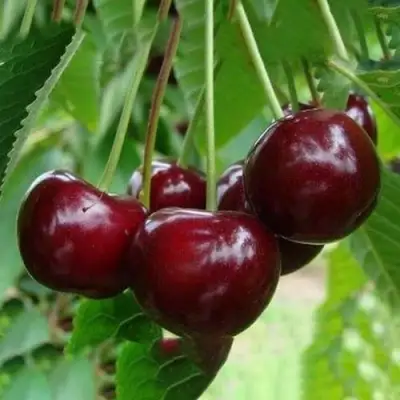 Вишня ЖАДАНА в Жодино