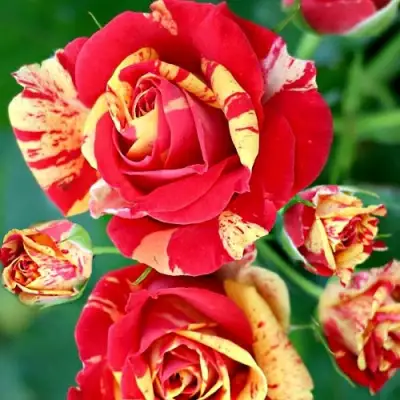 Роза ФАЙЕР ФЛЕШ спрей в Жодино