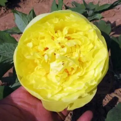 Пион ЗОЛОТО ПОДНЕБЕСНОЙ древовидный в Жодино