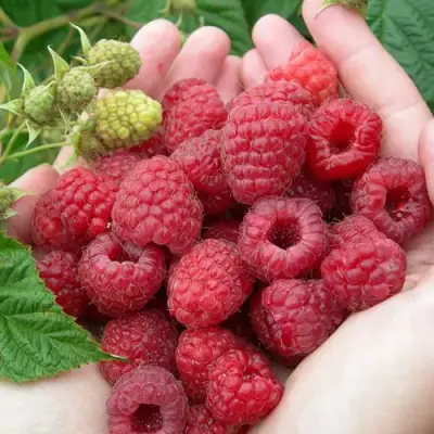 Малина МОЛЛИНГ ДЖУНО в Жодино