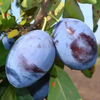 Слива ЧАЧАКСКАЯ ЛЕПОТИКА в Жодино