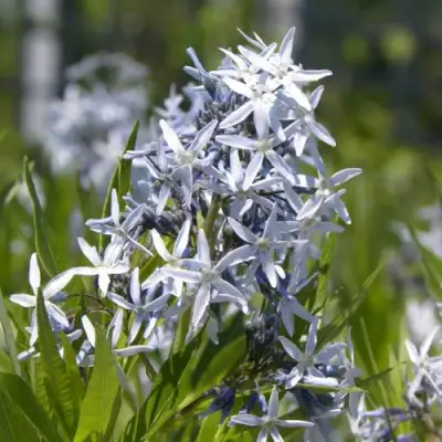 Амсония ТАБЕРНЕМОНТАНА в Жодино