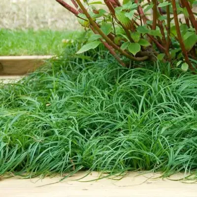 Осока БИТЛЗ в Жодино