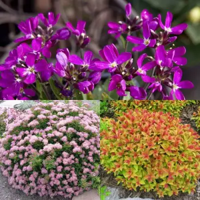 Комплект ЯПОНСКИЙ САД в Жодино