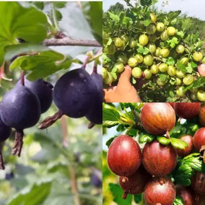 Комплект КРЫЖОВНИК MIX в Жодино