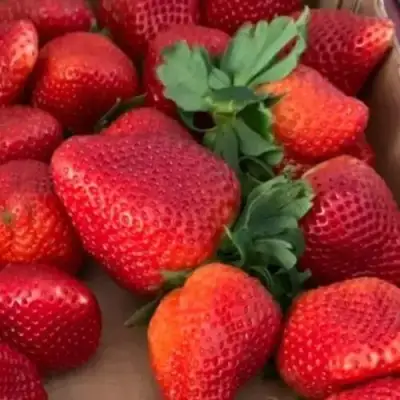 Клубника МОНТЕРЕЙ ремонтантная в Жодино