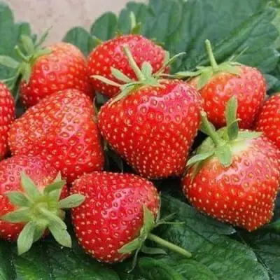 Клубника ЭЛЬСАНТА в Жодино