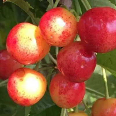 Черешня СОПЕРНИЦА в Жодино