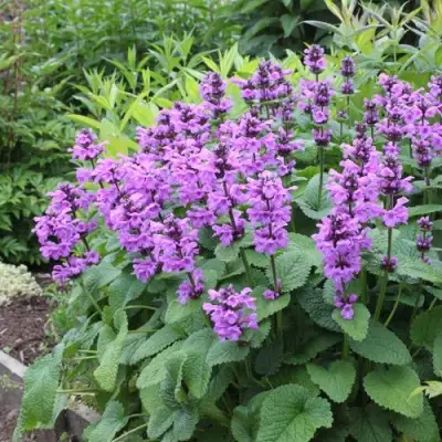 Буквица крупноцветковая в Жодино