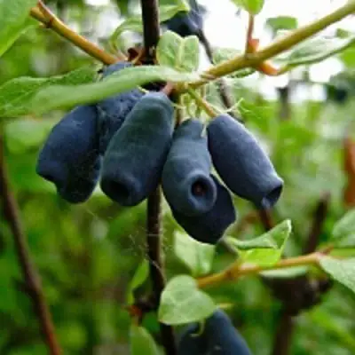 Жимолость съедобная ВОЛХОВА в Жодино